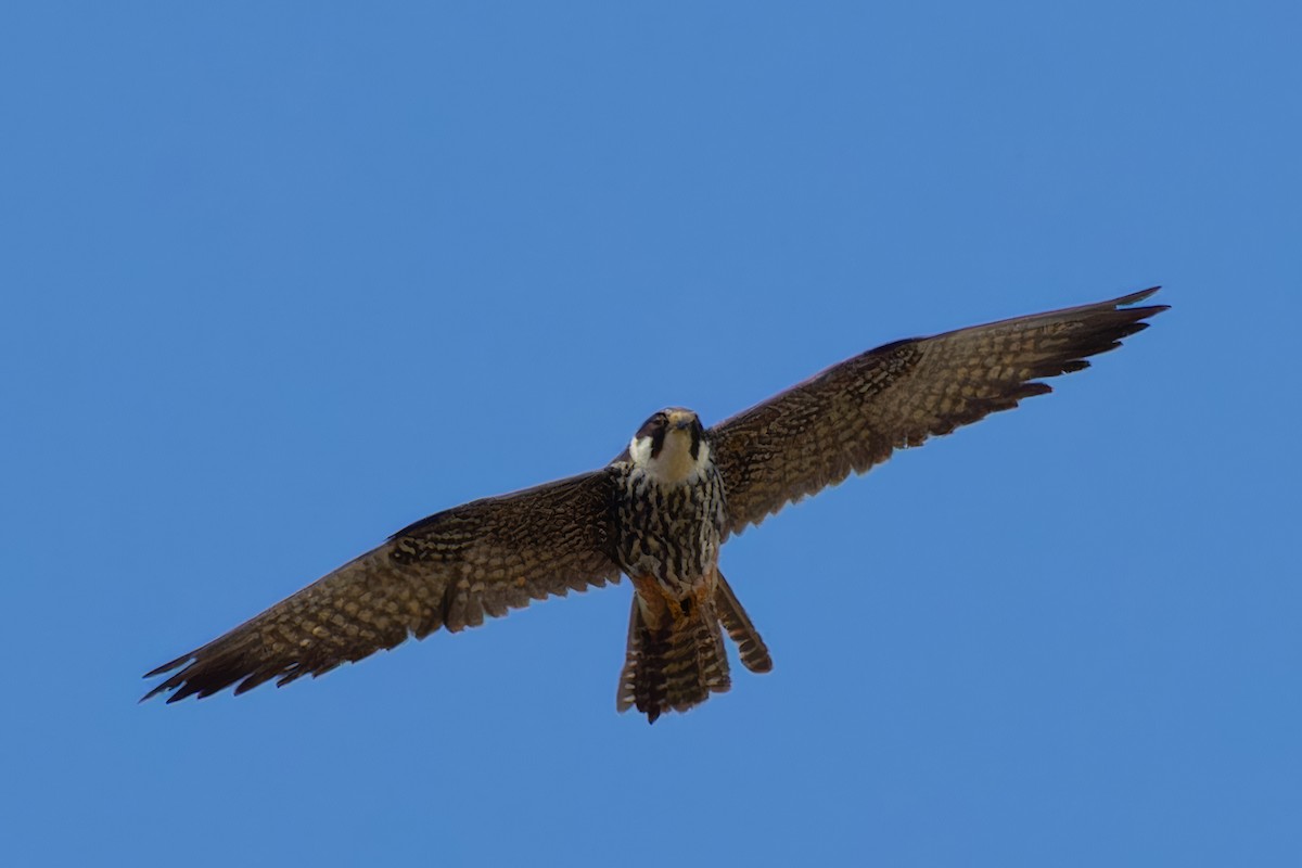 Eurasian Hobby - ML642446698