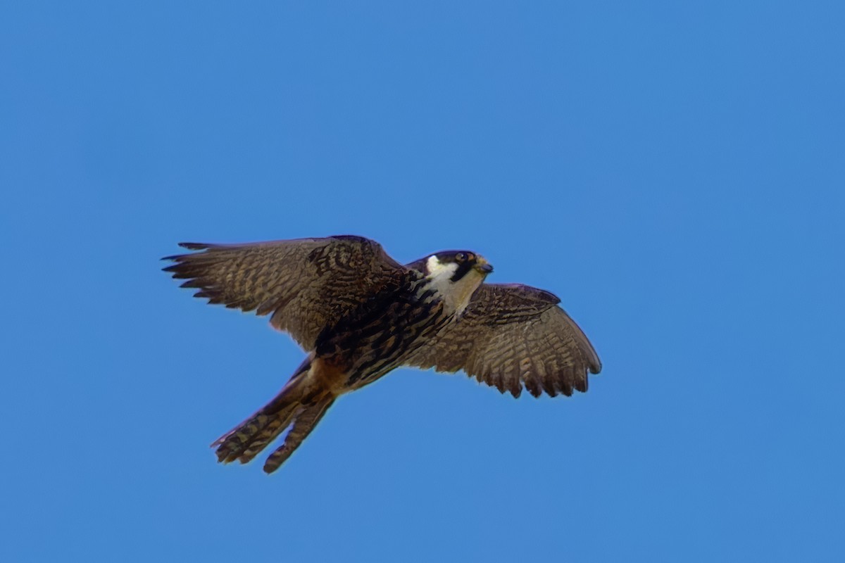 Eurasian Hobby - ML642446699