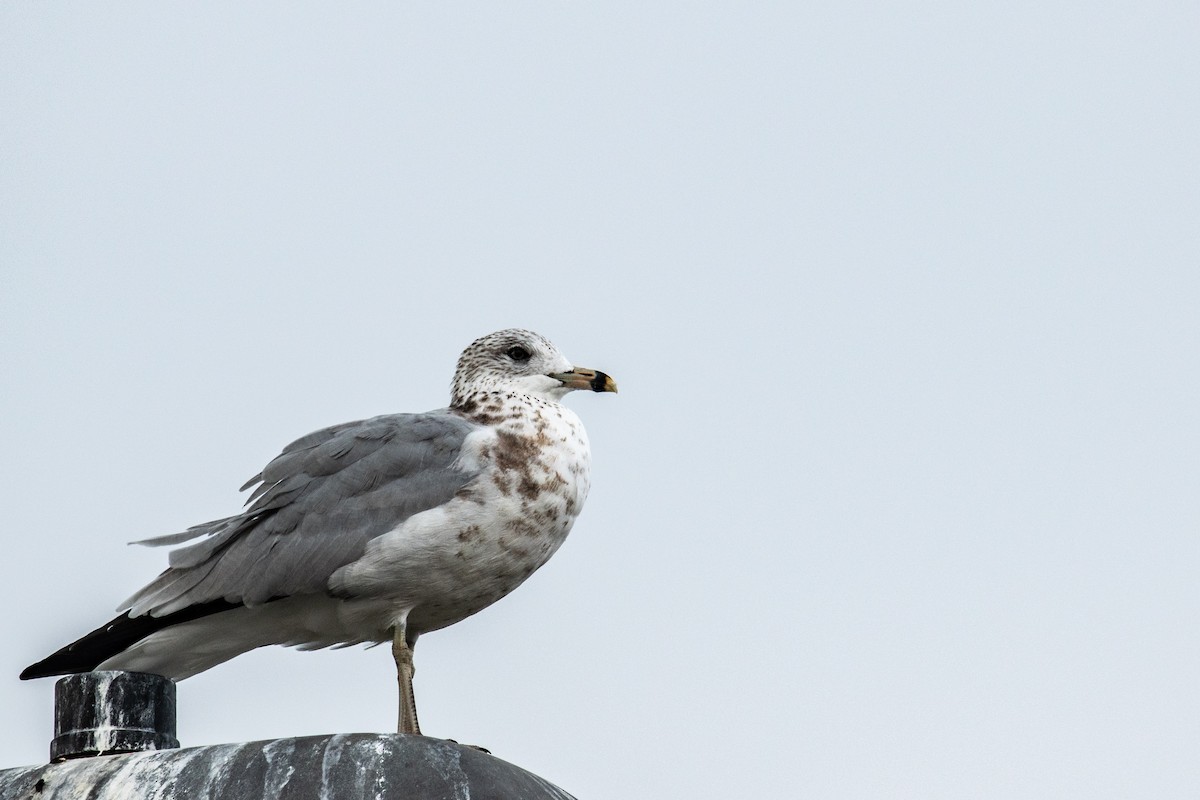 Ring-billed Gull - ML642446700
