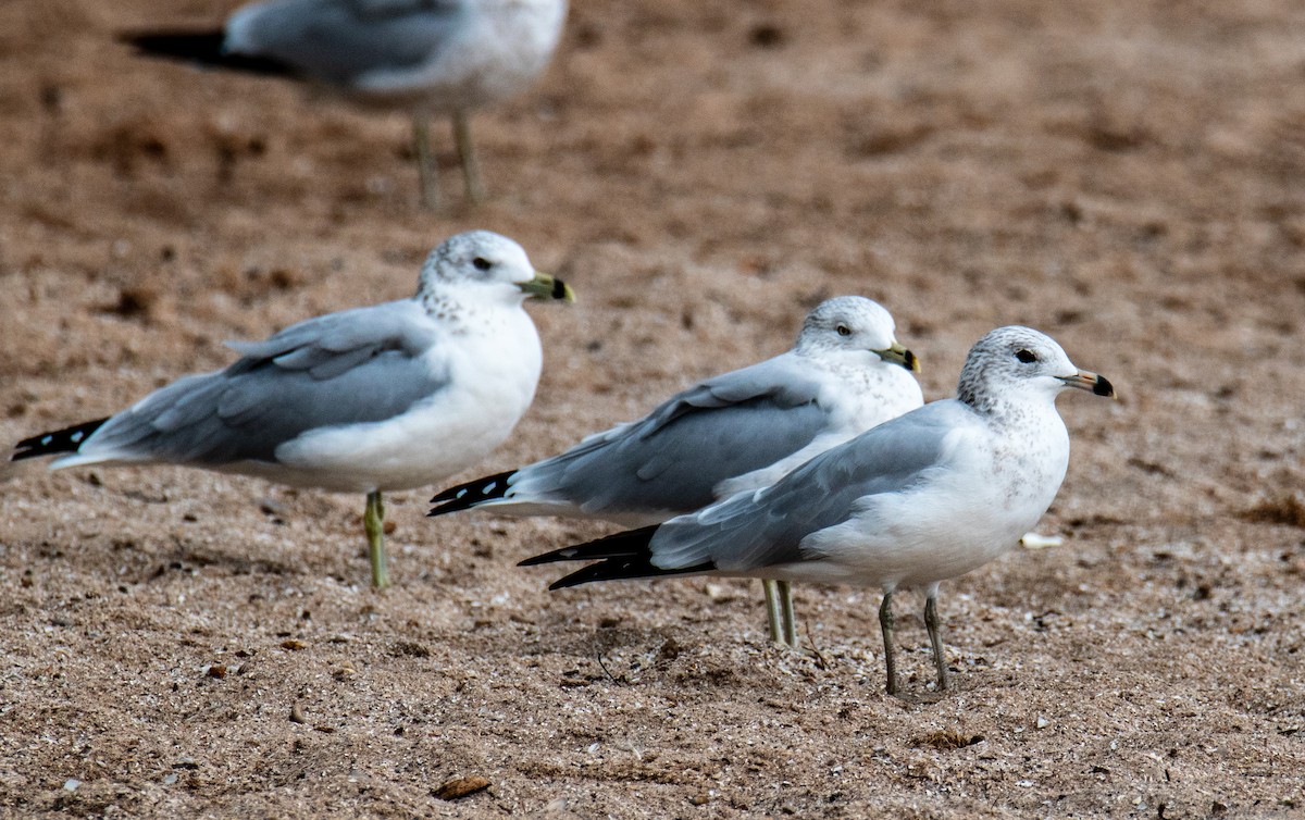 Ring-billed Gull - ML642446701
