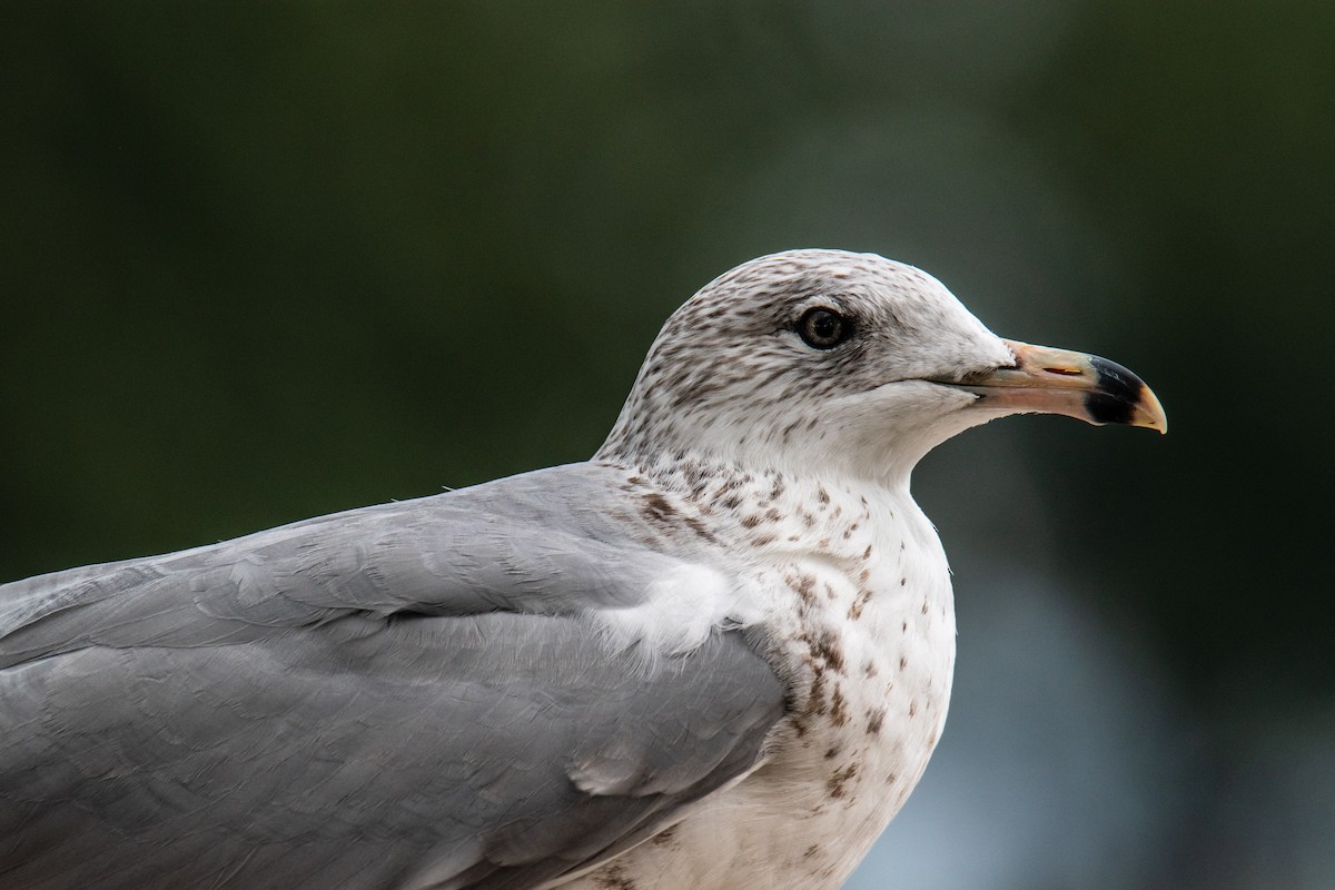 Ring-billed Gull - ML642446703