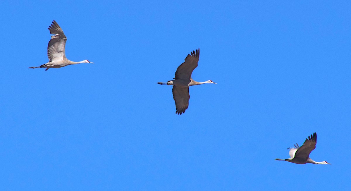 Sandhill Crane - ML642446725