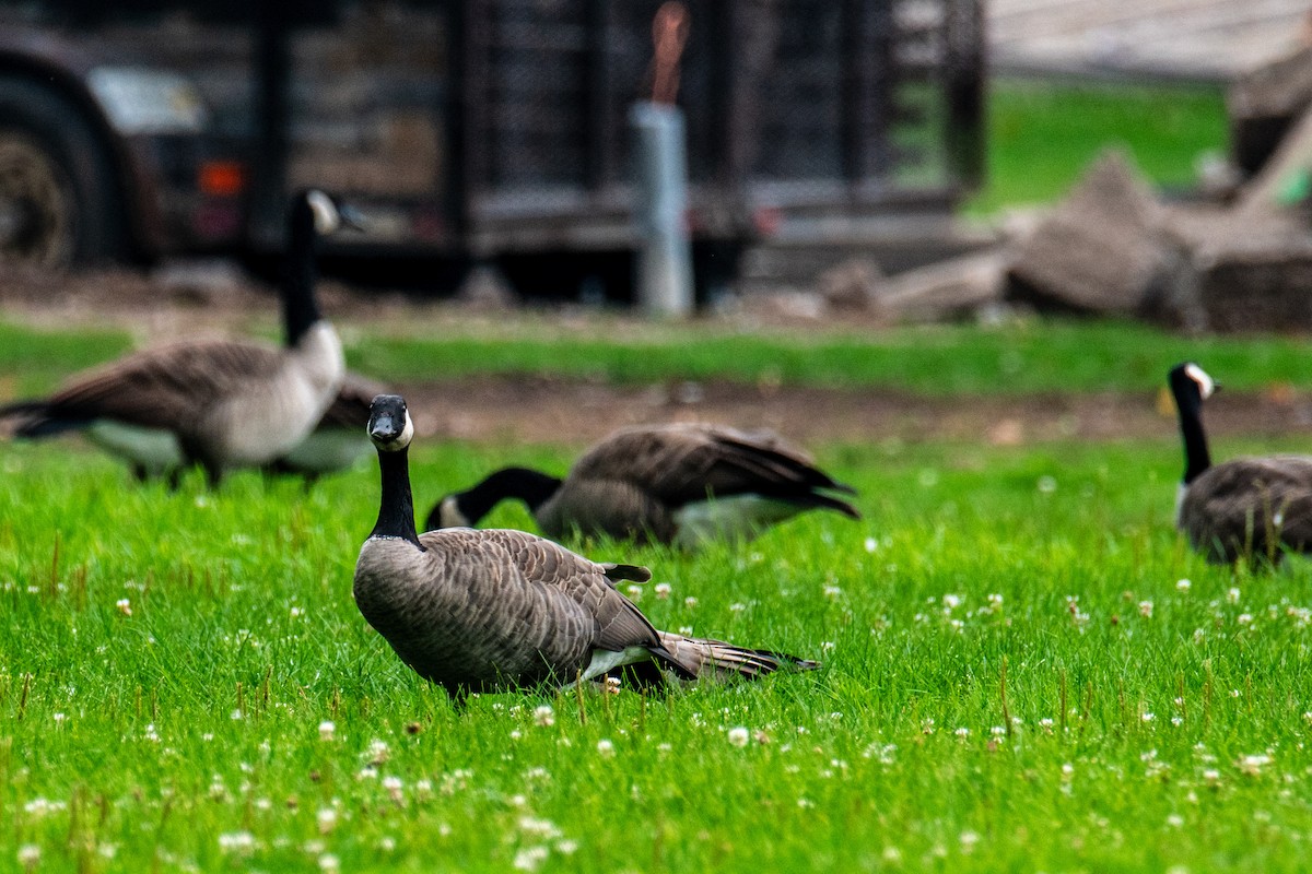 Canada Goose - ML642446733