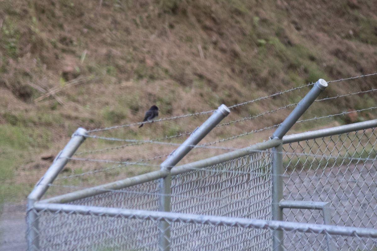 Black Phoebe - ML642446771