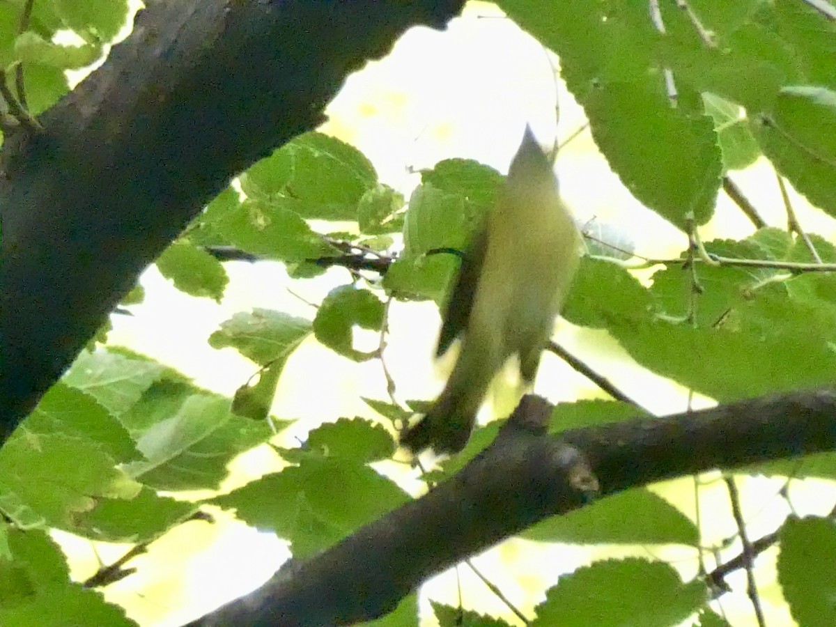 American Redstart - ML642446791