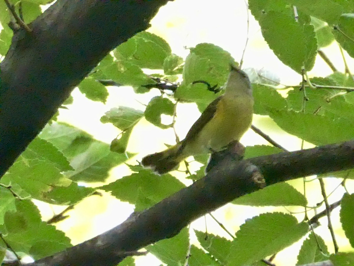 American Redstart - ML642446792