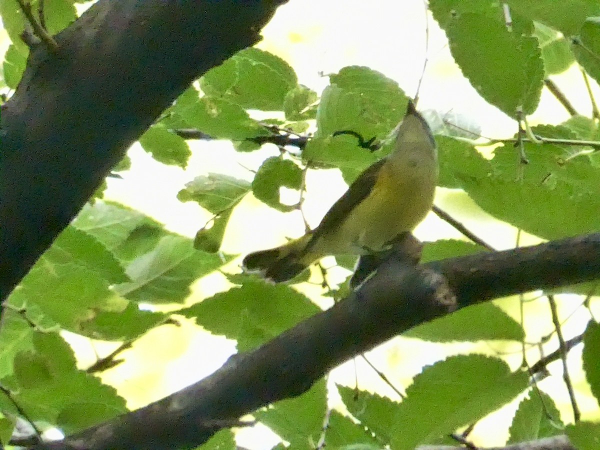 American Redstart - ML642446793