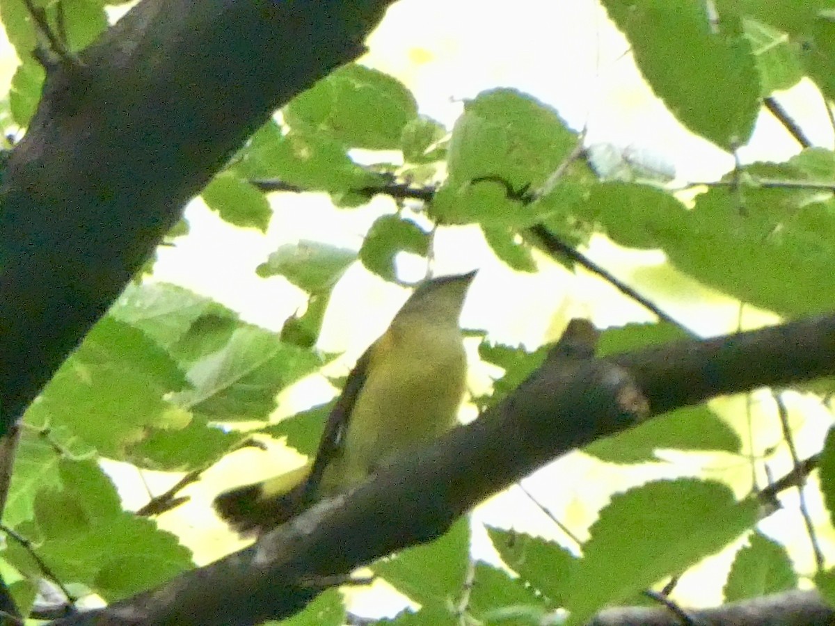 American Redstart - ML642446795