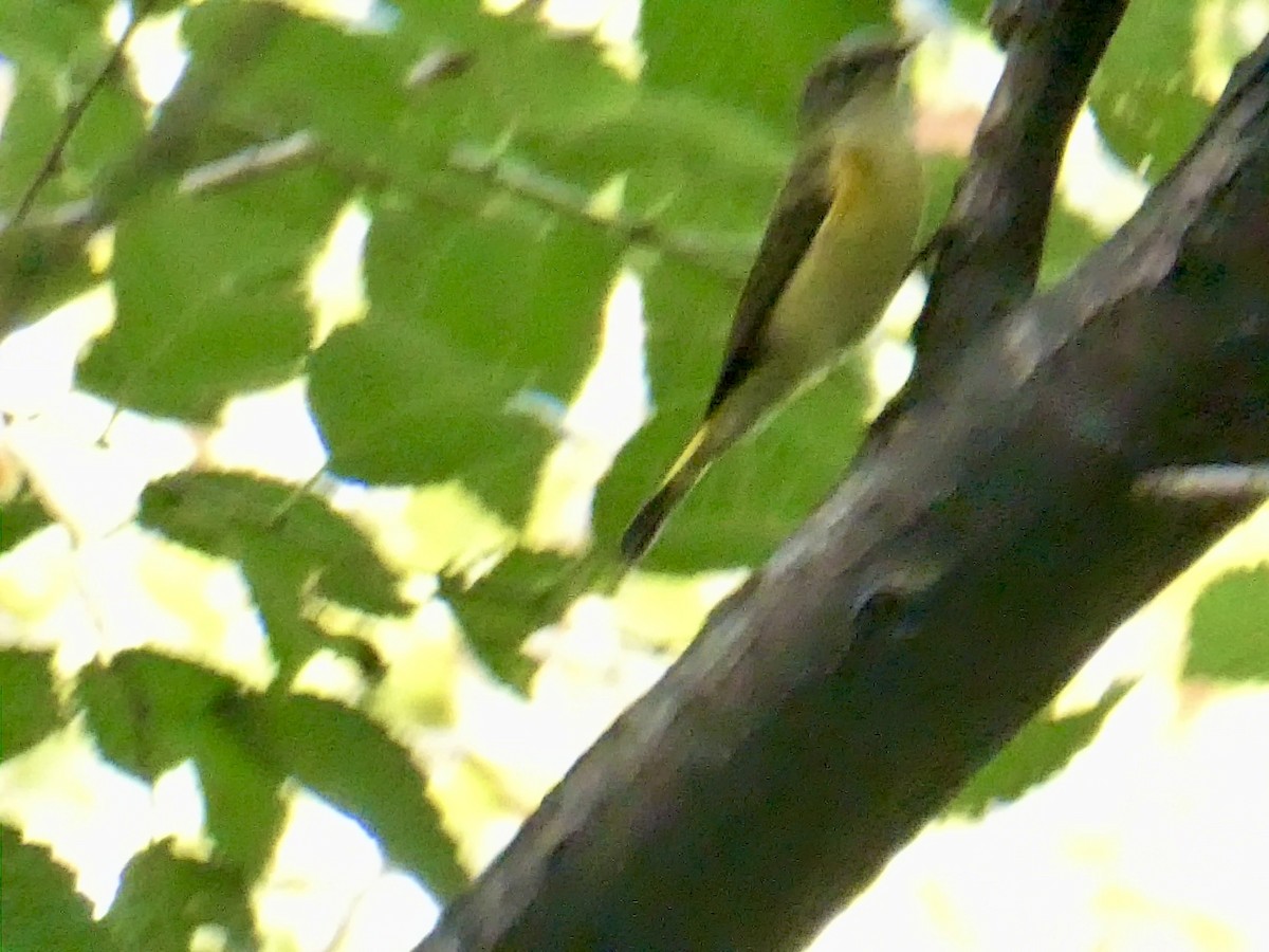 American Redstart - ML642446796