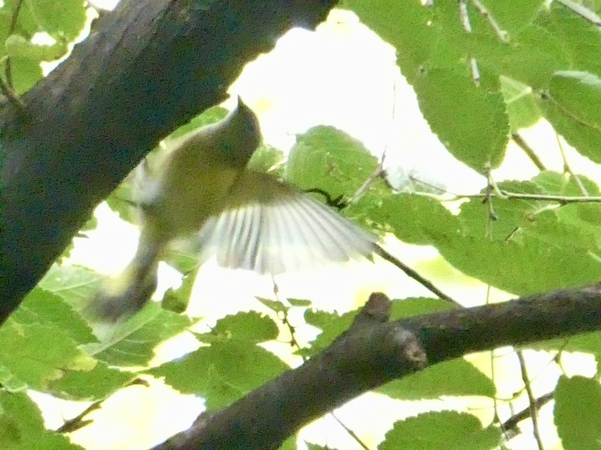American Redstart - ML642446797