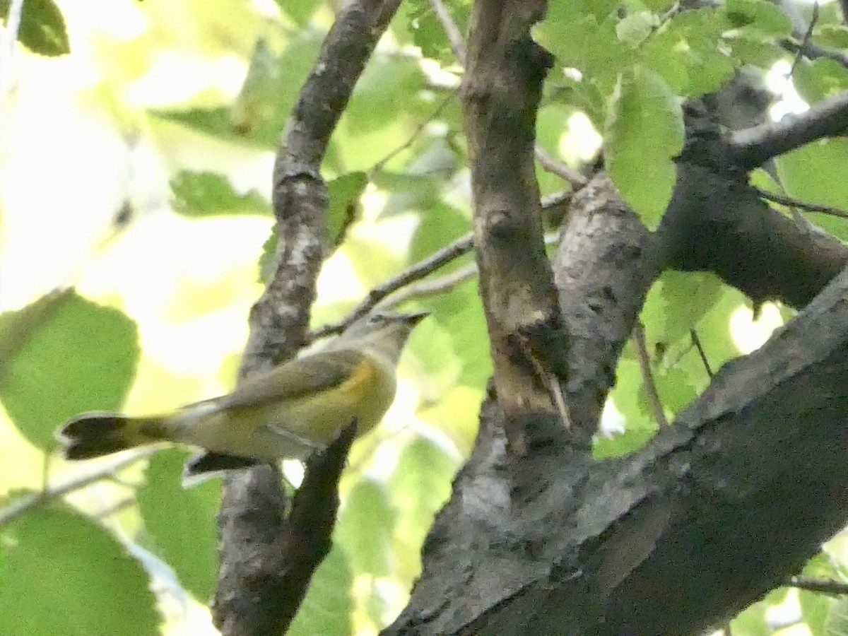 American Redstart - ML642446798