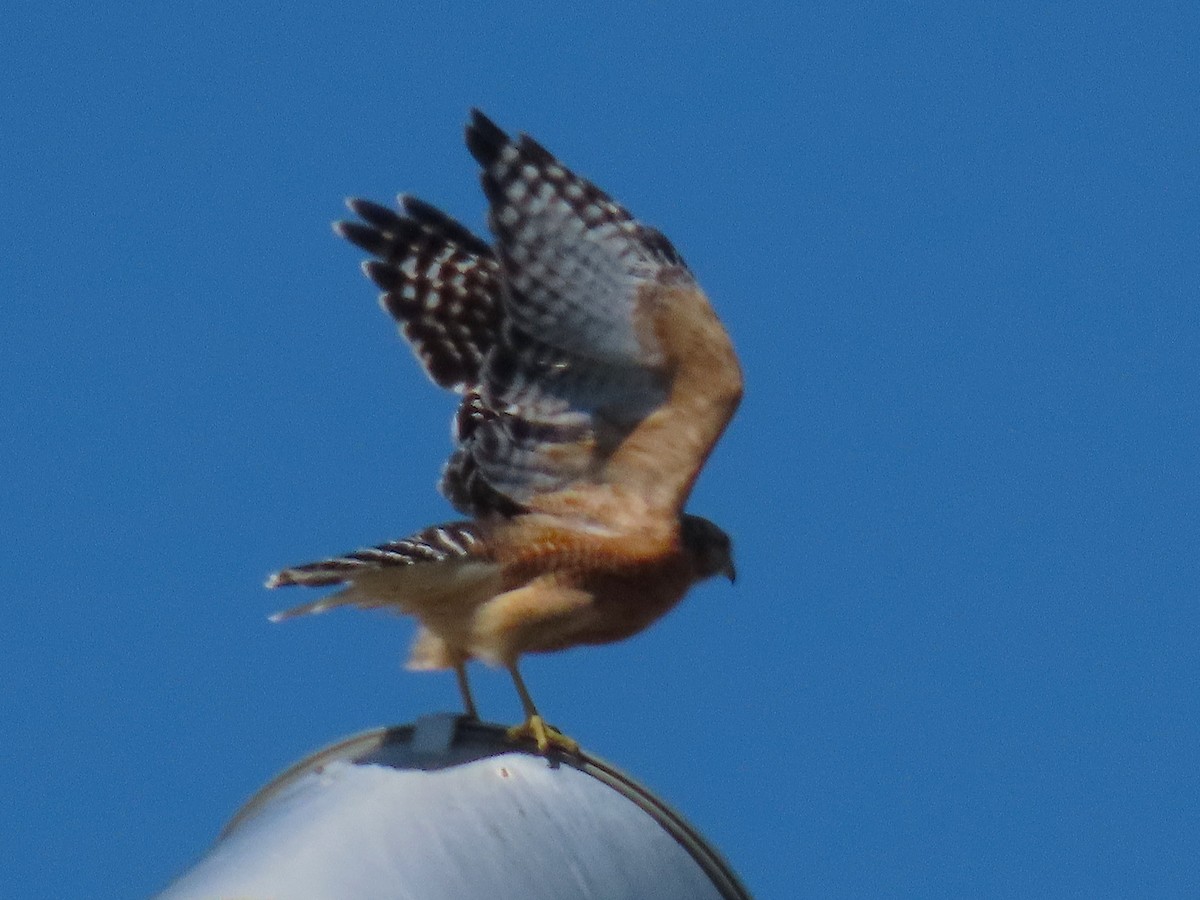 Red-shouldered Hawk - ML642446819
