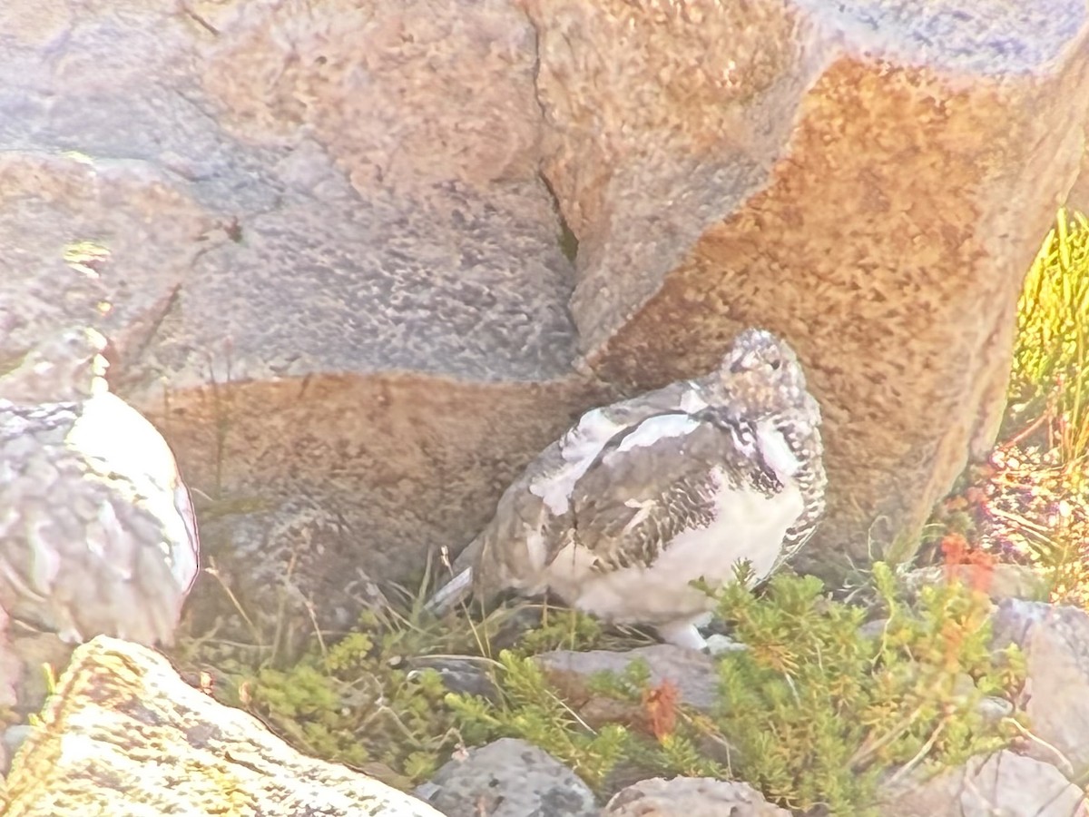 White-tailed Ptarmigan - ML642446832