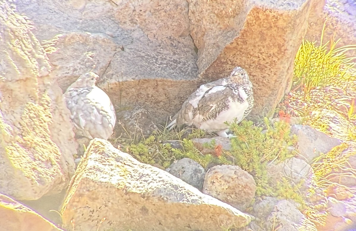White-tailed Ptarmigan - ML642446833