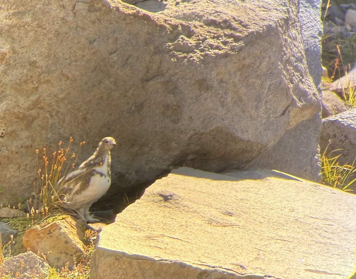 White-tailed Ptarmigan - ML642446834