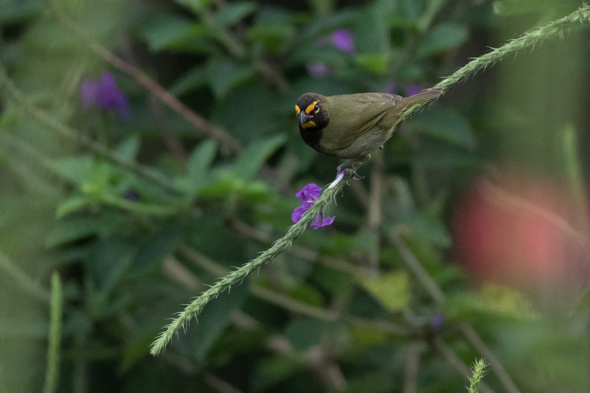 Yellow-faced Grassquit - ML642446860