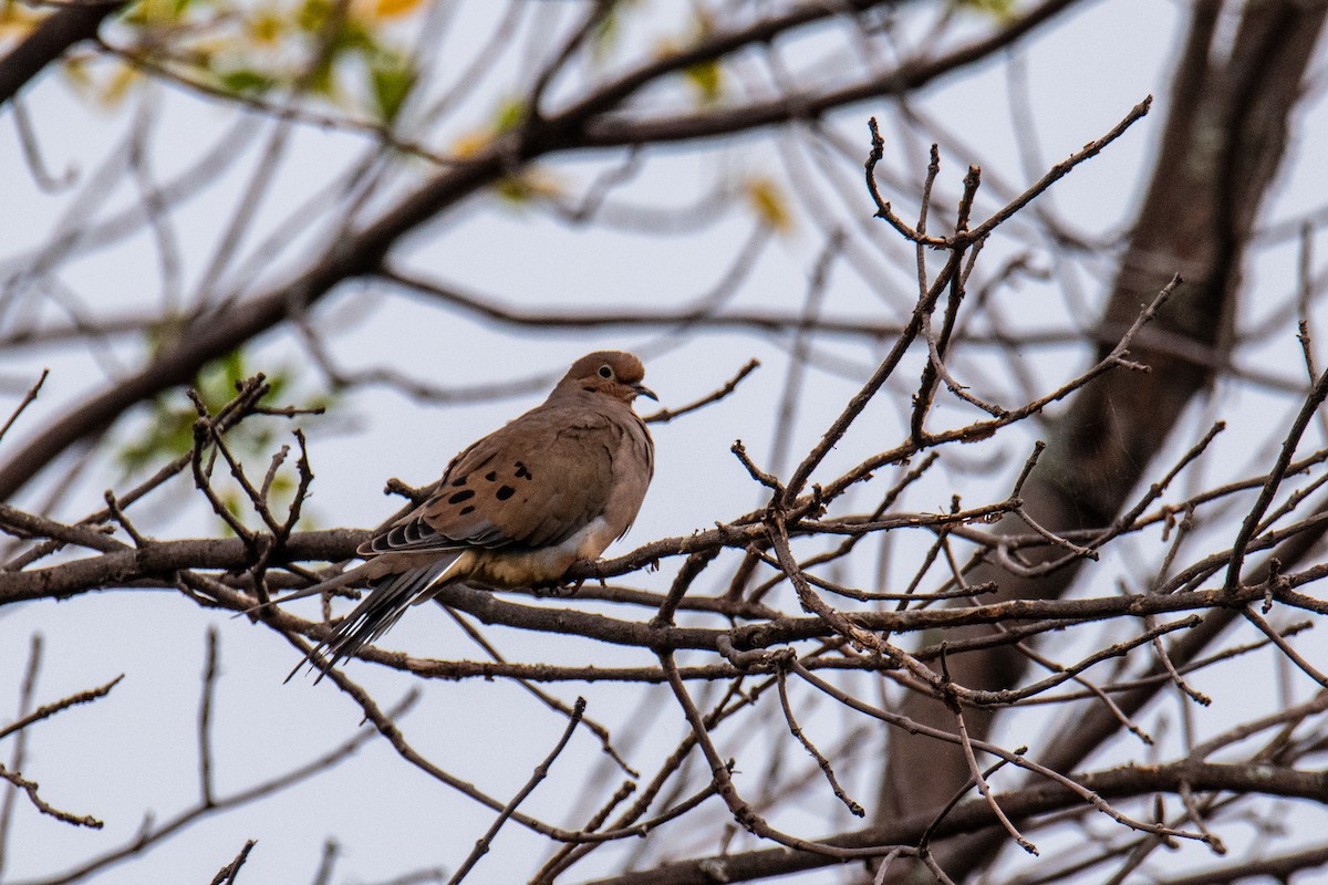 Mourning Dove - ML642446880