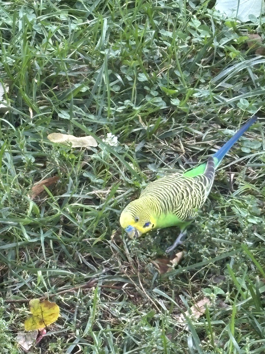 Budgerigar - ML642446889