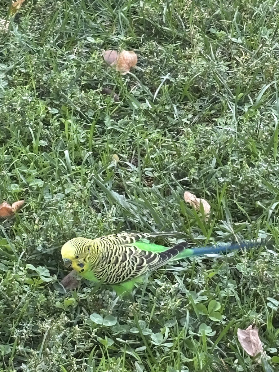 Budgerigar - ML642446890