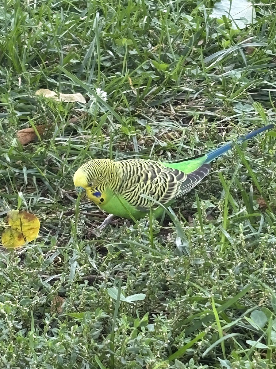 Budgerigar - ML642446891
