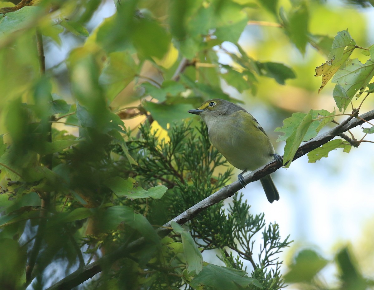 White-eyed Vireo - ML642446904