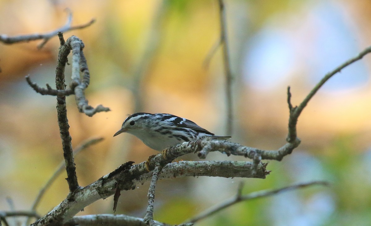 Black-and-white Warbler - ML642446908