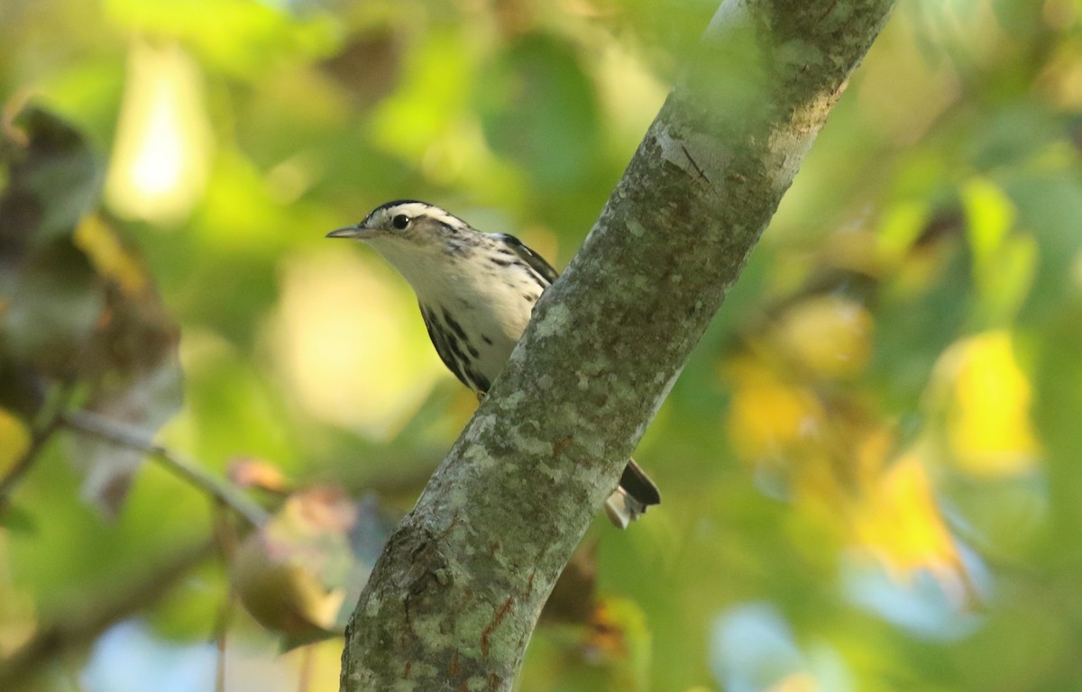 Black-and-white Warbler - ML642446909
