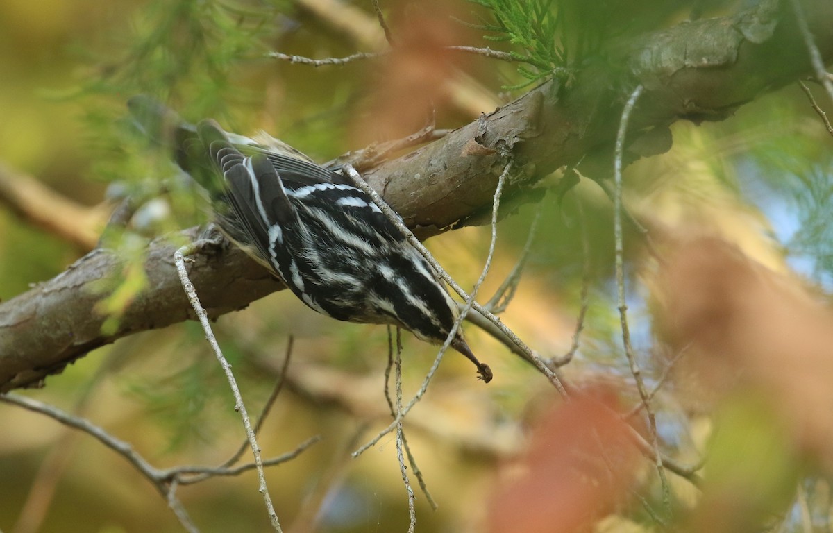 Black-and-white Warbler - ML642446910