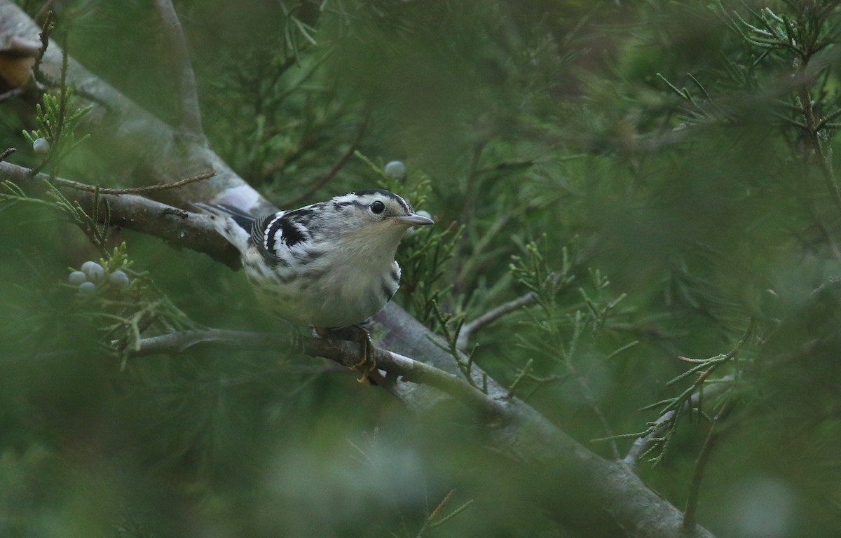 Black-and-white Warbler - ML642446911