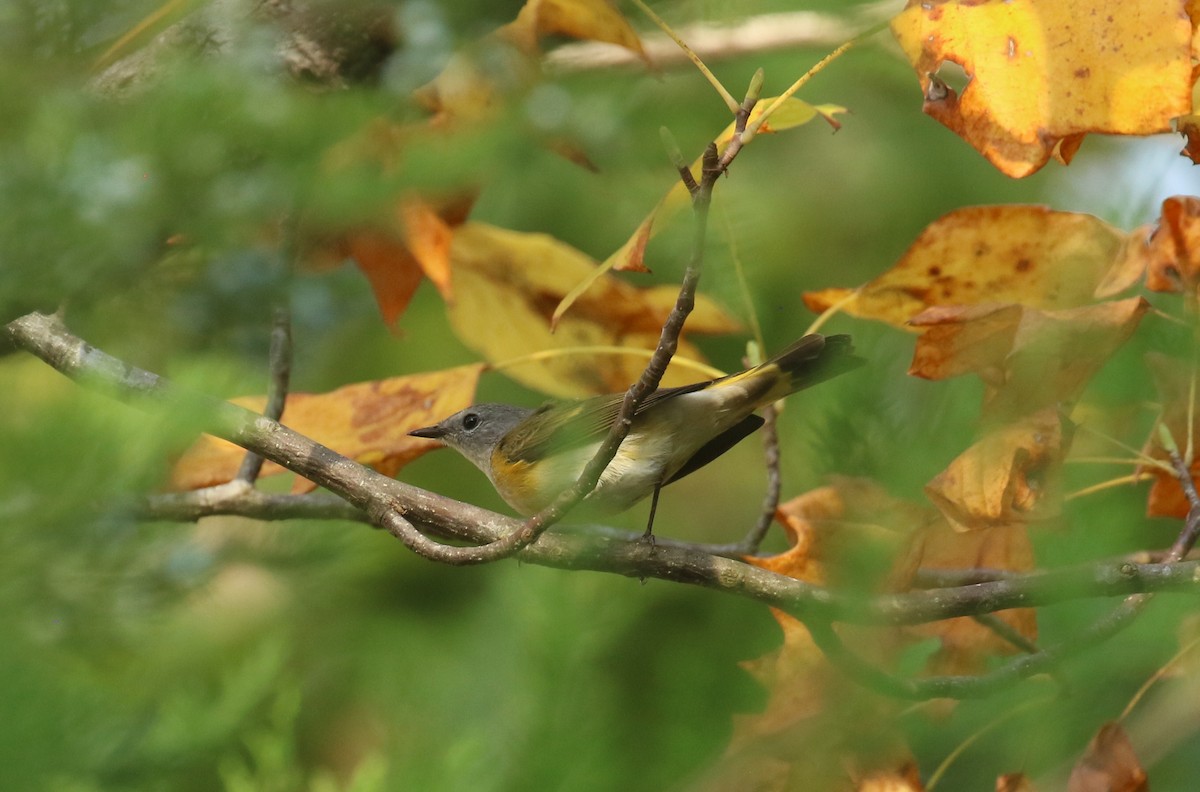 American Redstart - ML642446915
