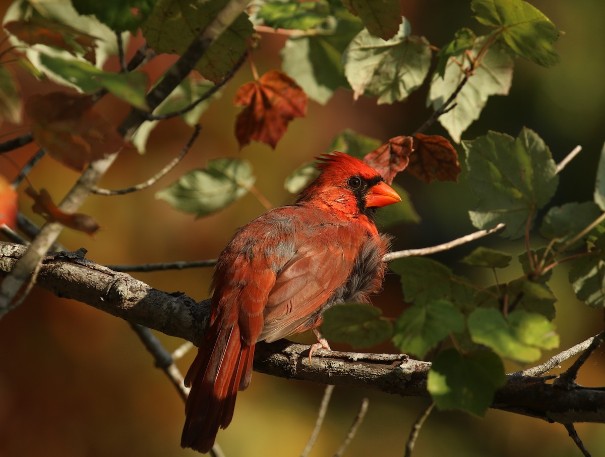 Northern Cardinal - ML642446922