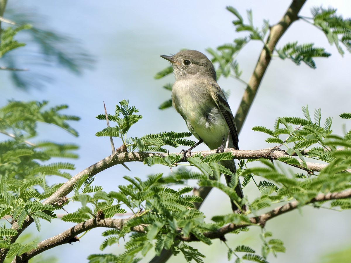 Gray/Dusky Flycatcher - ML642446947