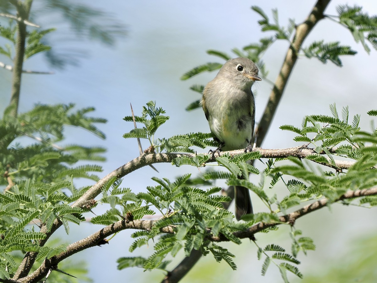 Gray/Dusky Flycatcher - ML642446948