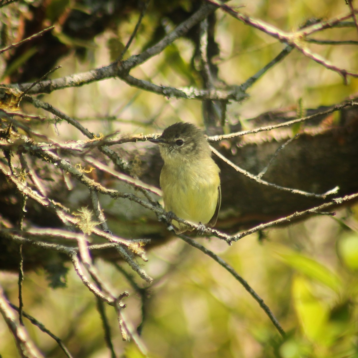 Mottle-cheeked Tyrannulet - ML642447003