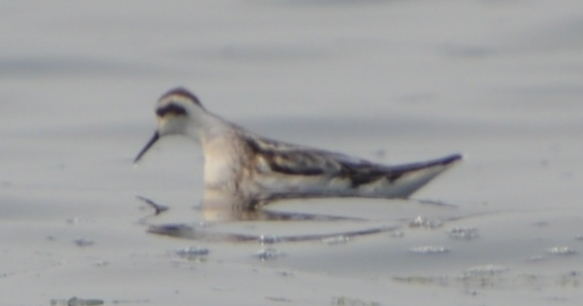 svømmesnipe - ML642447034