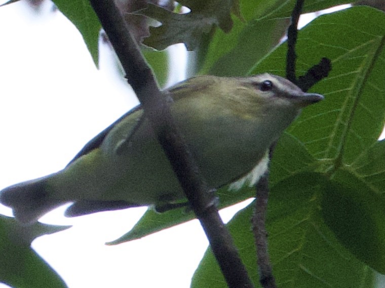 Red-eyed Vireo - ML642447035