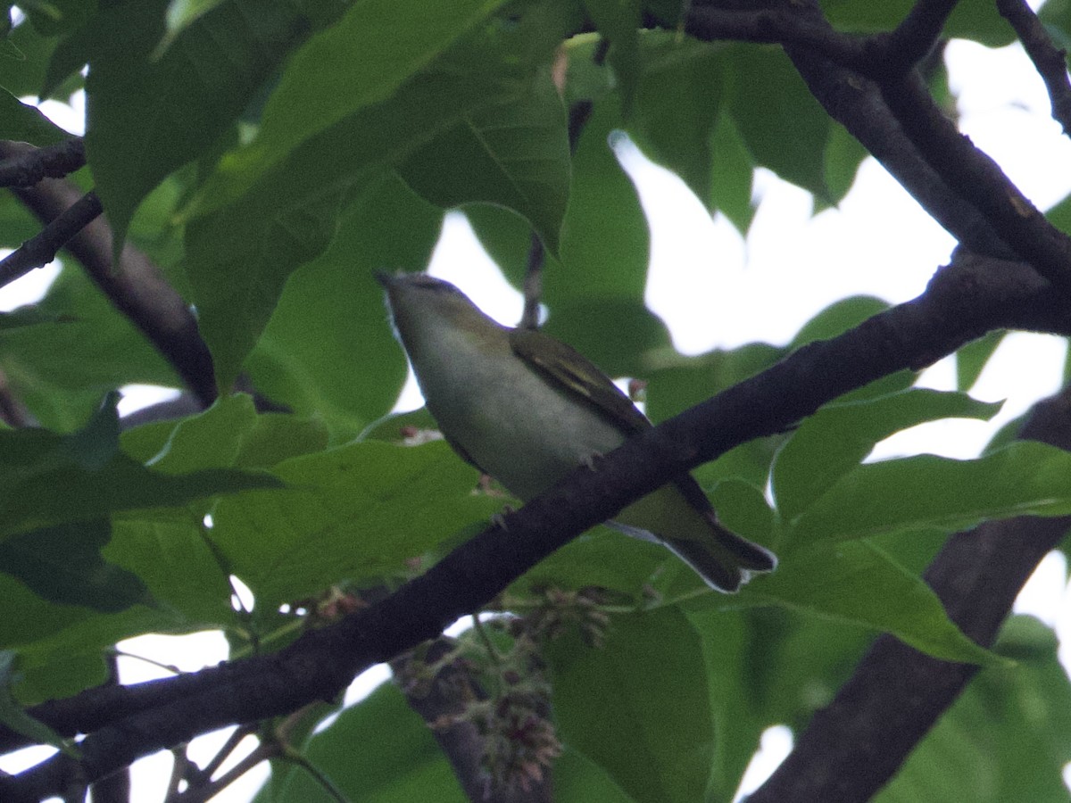 Red-eyed Vireo - ML642447037