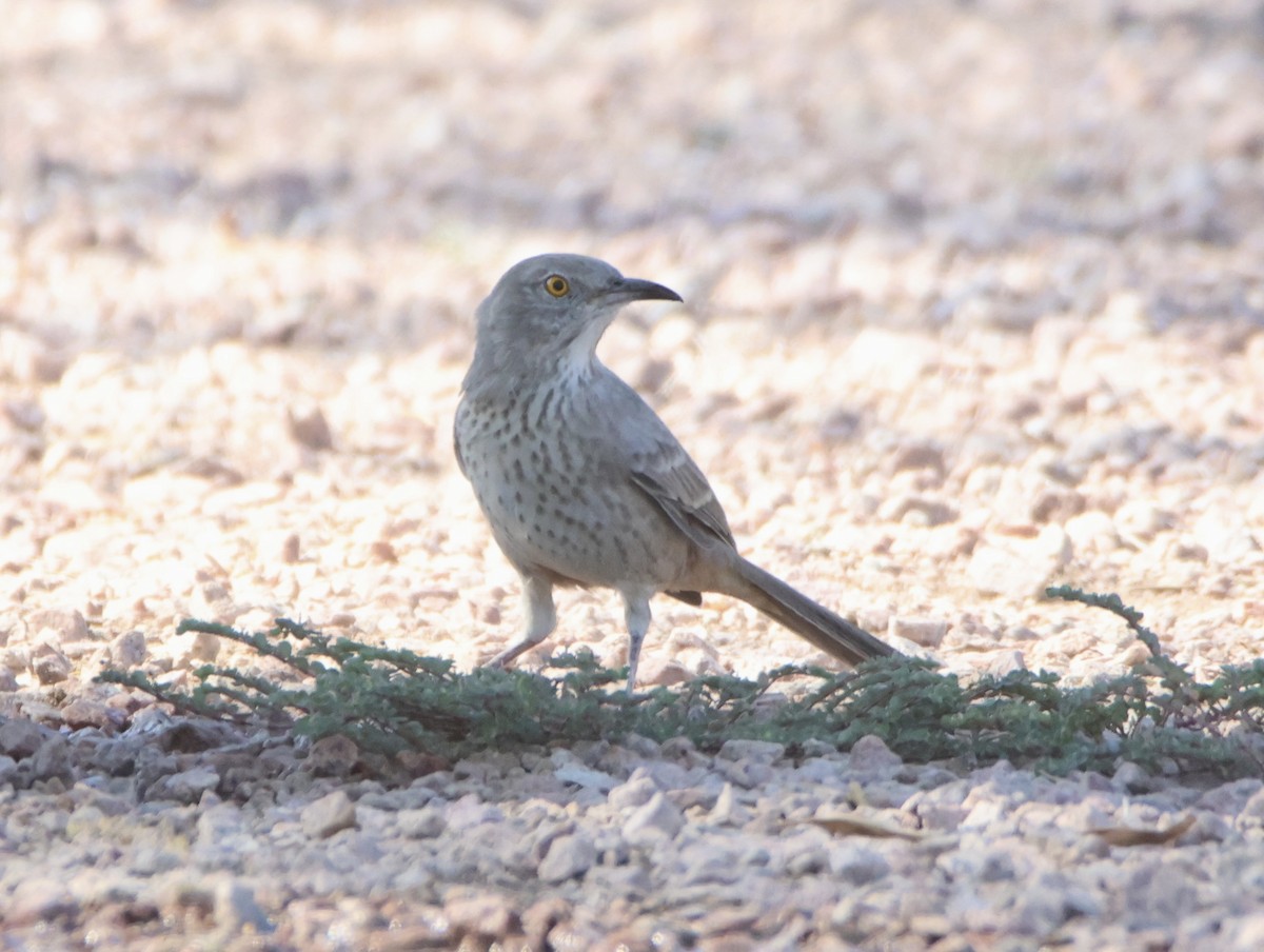 Bendire's Thrasher - ML642447052