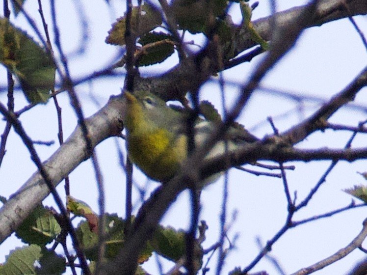 Northern Parula - ML642447053