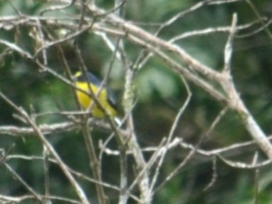 Yellow-throated Euphonia - ML642447073