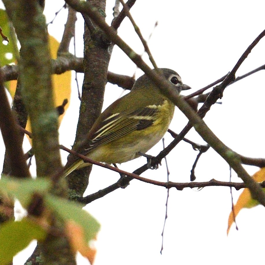 Blue-headed Vireo - ML642447093
