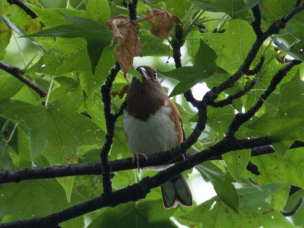 Eastern Towhee - ML642447105