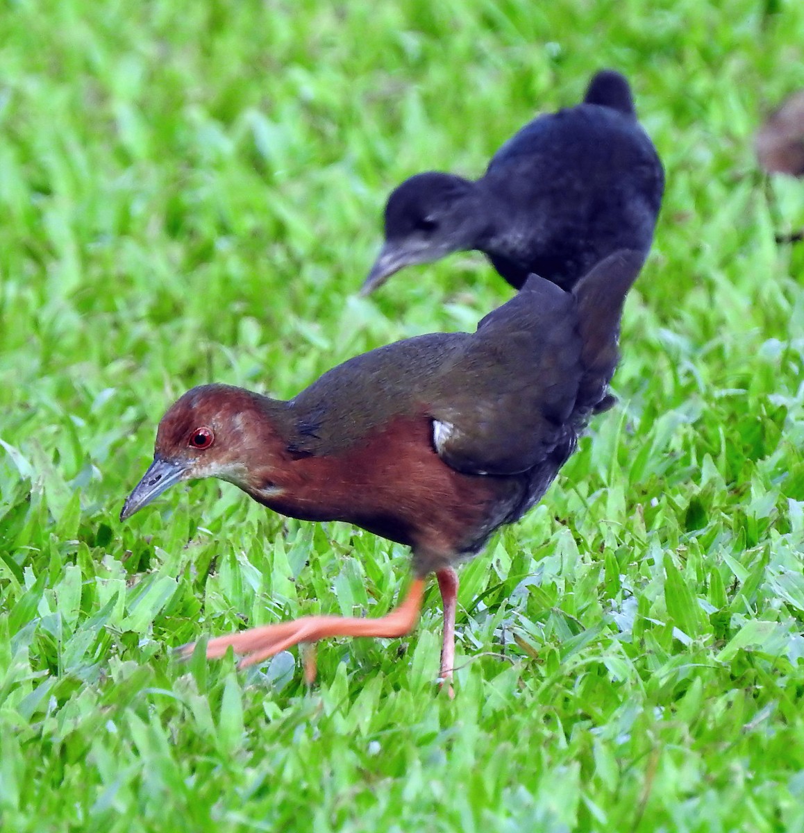 Ruddy-breasted Crake - ML642447108