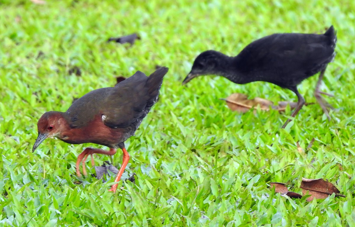 Ruddy-breasted Crake - ML642447113