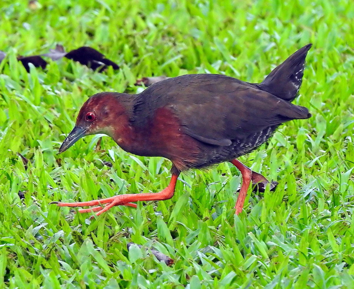 Ruddy-breasted Crake - ML642447117