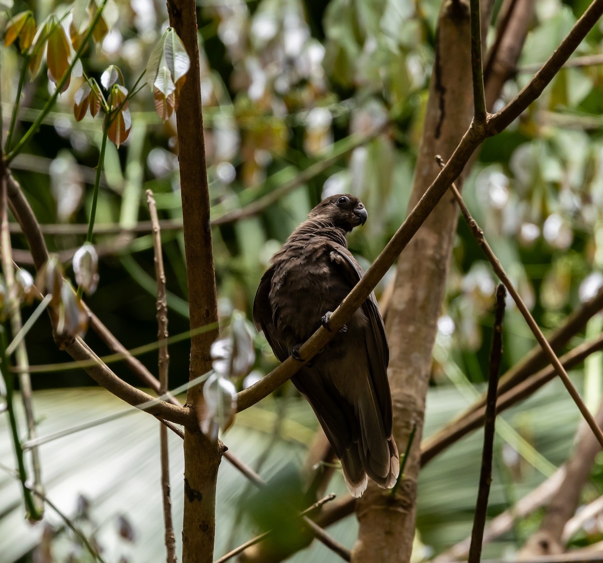 Seychelles Parrot - ML642447122