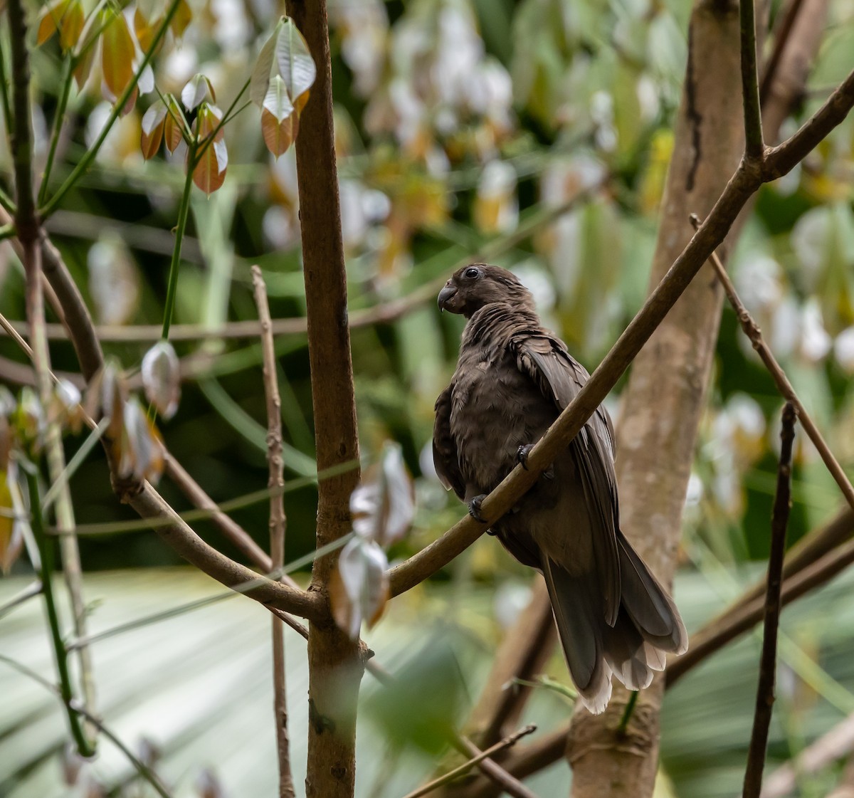 Seychelles Parrot - ML642447123