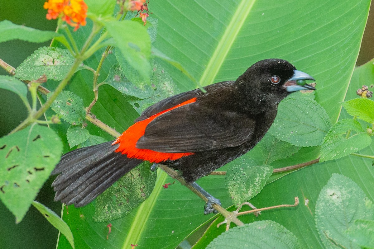 Scarlet-rumped Tanager - ML642447130