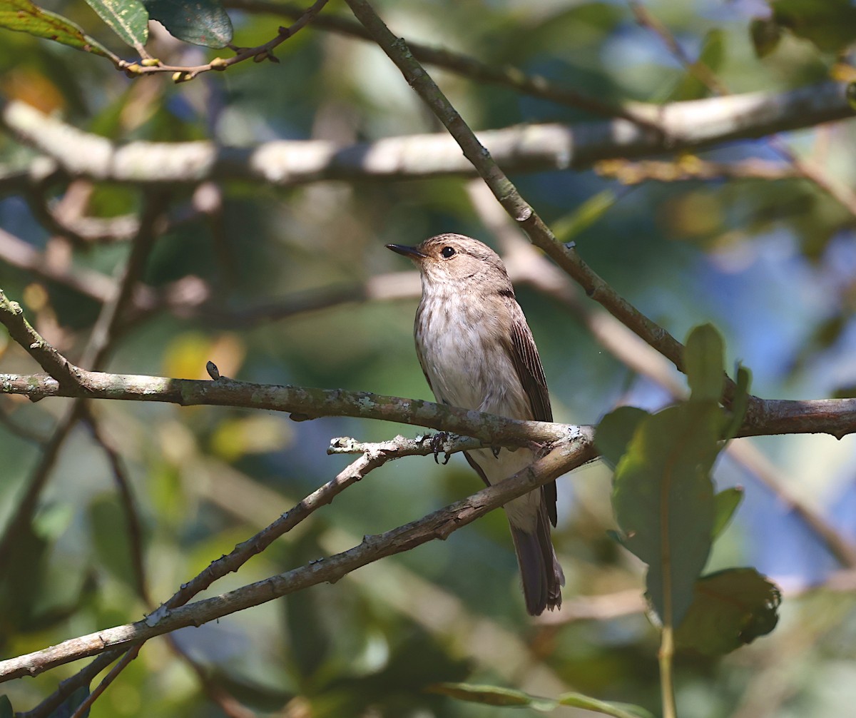 Spotted Flycatcher - ML642447154