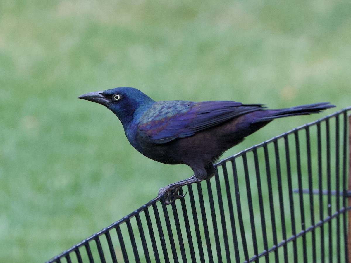 Common Grackle - ML642447161